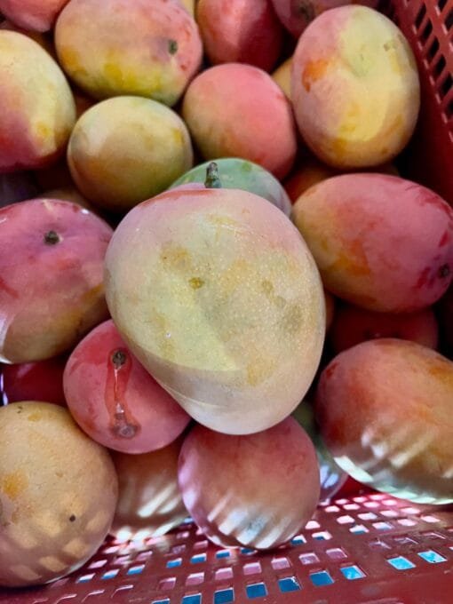 Caja Mango Tropigold - 1 Kg / 2,5 Kg / 4 Kg