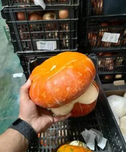 Calabaza Fantasía - 1 Ud. / 6 Uds. - Imagen 3