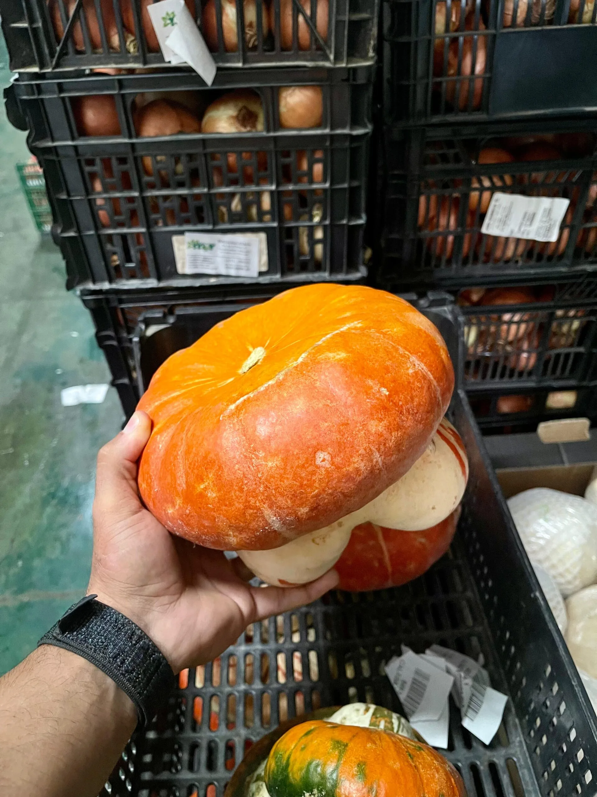 Calabaza Fantasía - 1 Ud. / 6 Uds. - Imagen 3