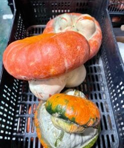 Calabaza Fantasía - 1 Ud. / 6 Uds.