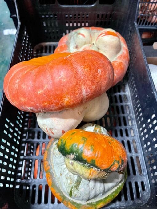 Calabaza Fantasía - 1 Ud. / 6 Uds.