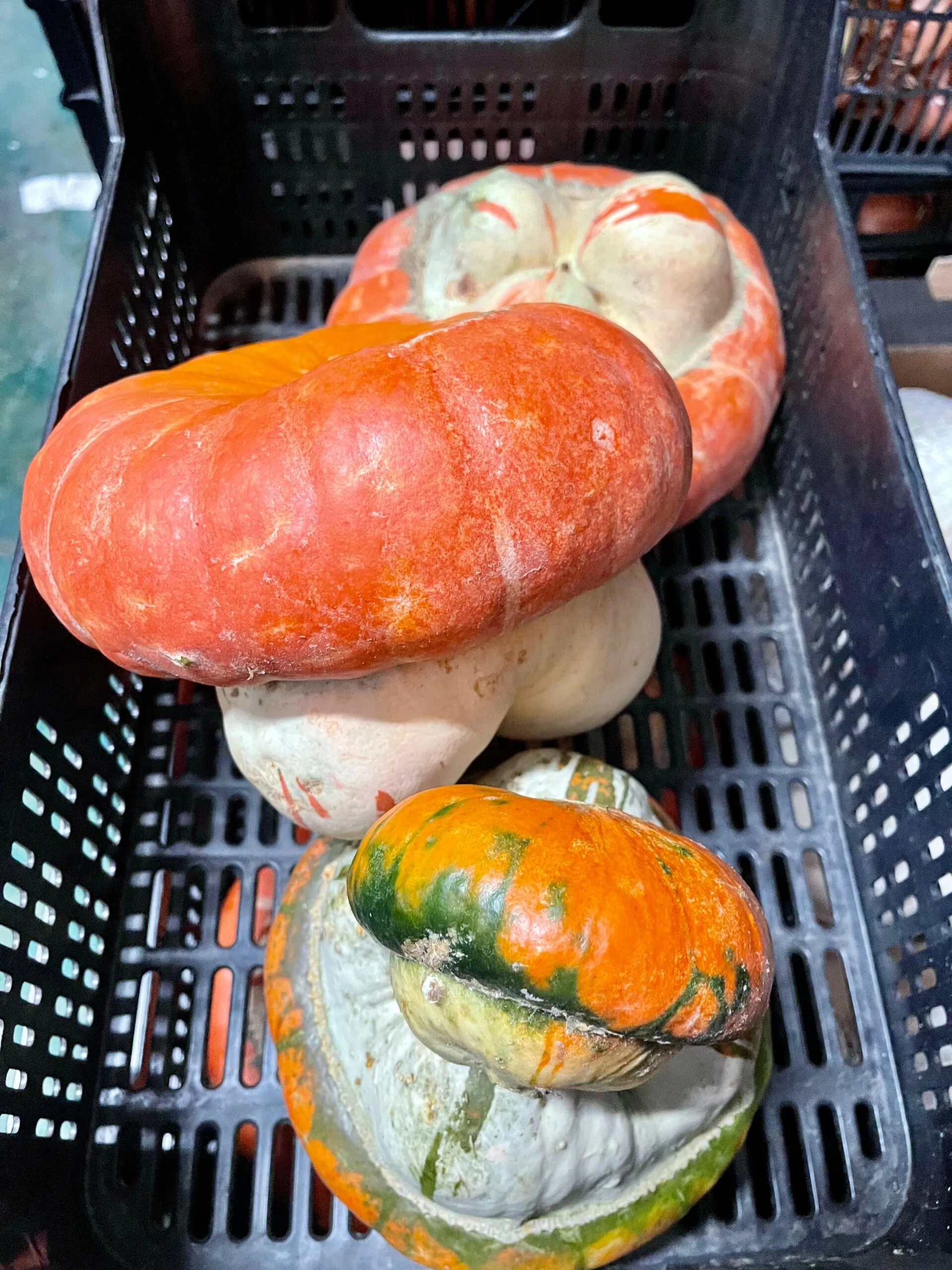 Calabaza Fantasía - 1 Ud. / 6 Uds.