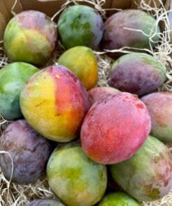 Caja Mango Sensación - 1 Kg / 2,5 Kg / 4 Kg