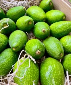 Aguacate Zutano - 1 Kg / 2,5 Kg / 4 Kg