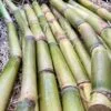 Caña de Azúcar - 1 Kg / 2,5 Kg / 4 Kg