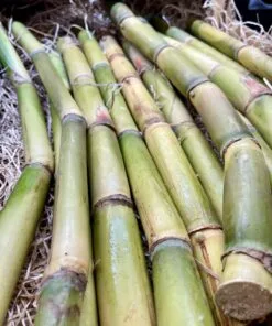 Caña de Azúcar - 1 Kg / 2,5 Kg / 4 Kg