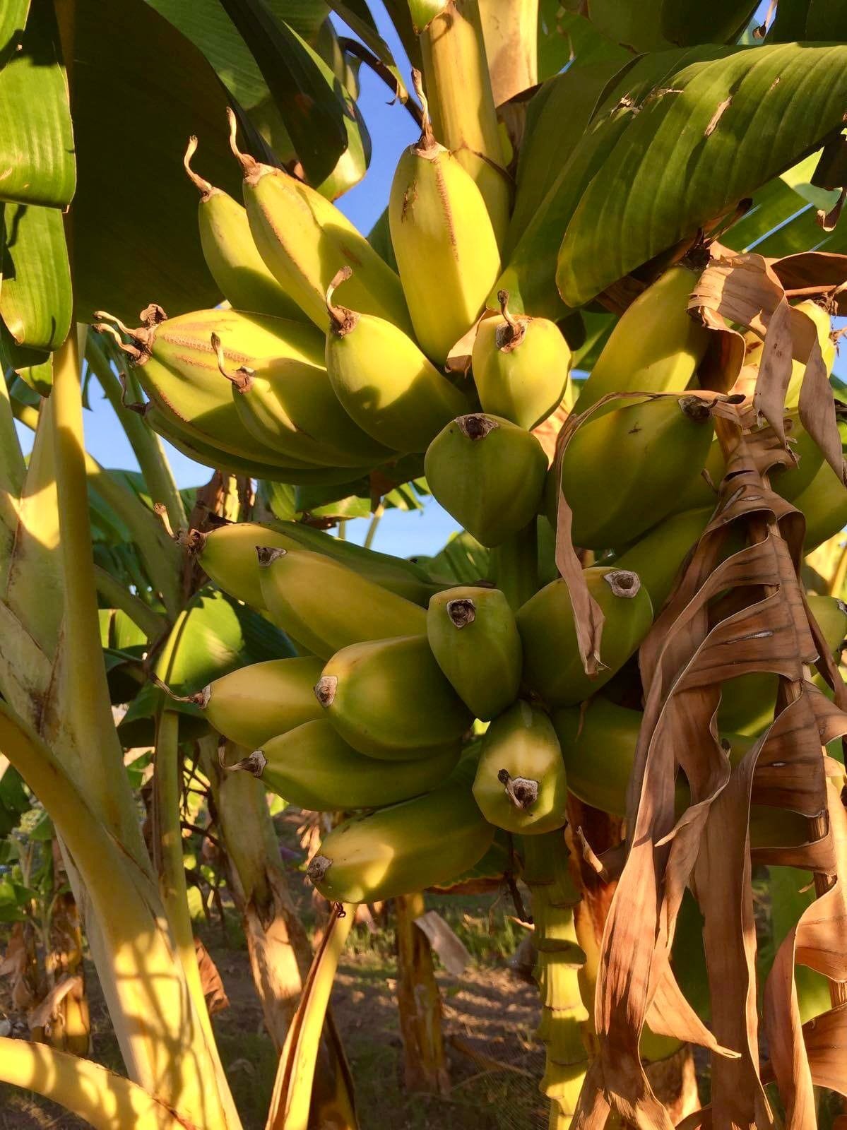 Plátano Cuadrado o Topocho - 1 Kg / 2,5 Kg / 4 Kg - Imagen 2