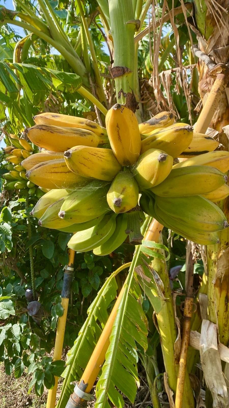 Plátano Cuadrado o Topocho - 1 Kg / 2,5 Kg / 4 Kg - Imagen 4