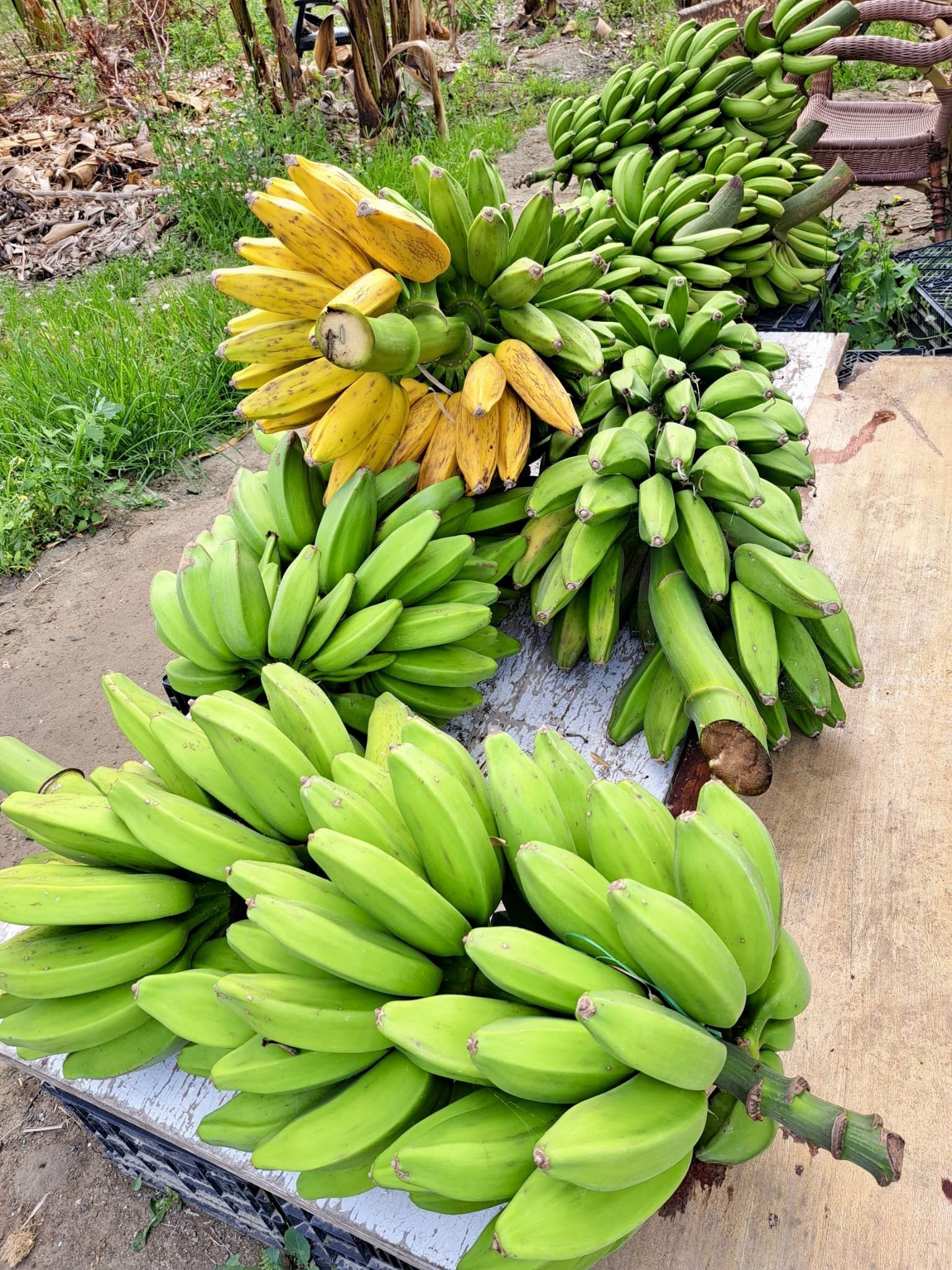 Plátano Cuadrado o Topocho - 1 Kg / 2,5 Kg / 4 Kg - Imagen 5