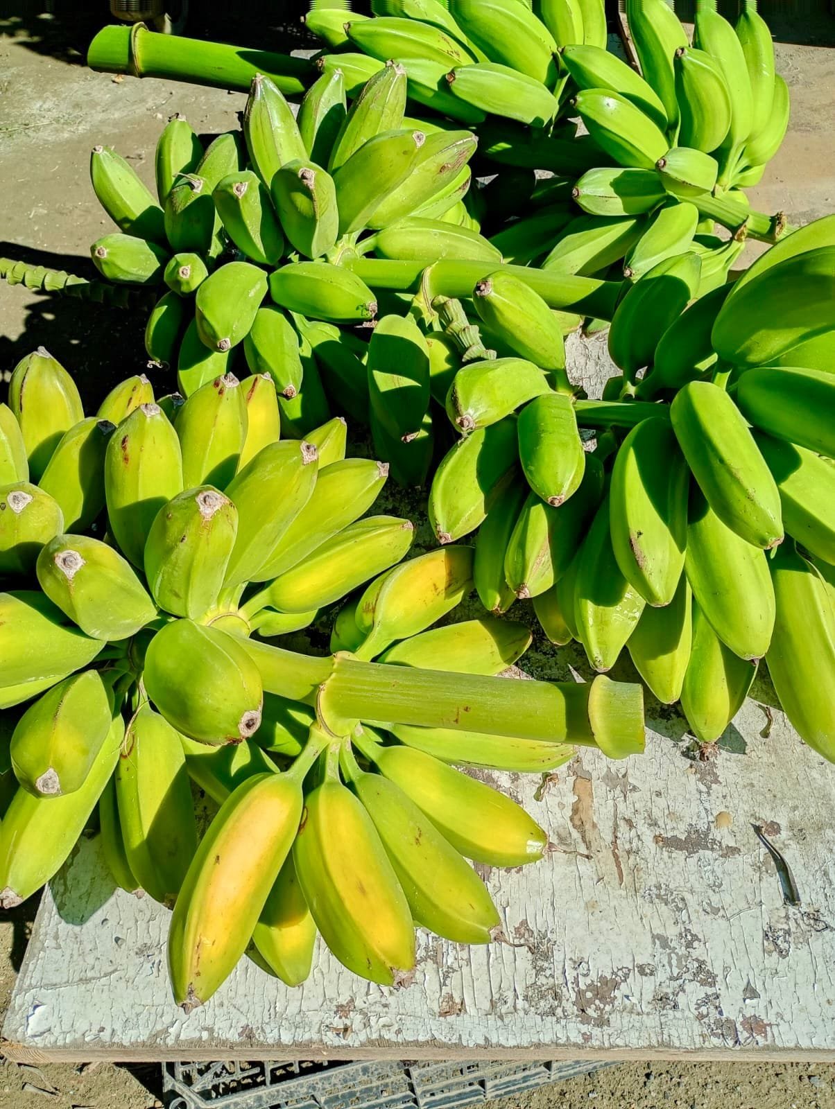 Plátano Cuadrado o Topocho - 1 Kg / 2,5 Kg / 4 Kg - Imagen 7