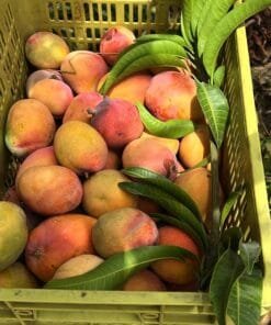 Caja Mango Tropigold BIO - 1 Kg / 2,5 Kg / 4 Kg - Imagen 3