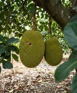 JackFruit / Yaca - 1 Ud. / 1/2 Ud. - Imagen 3