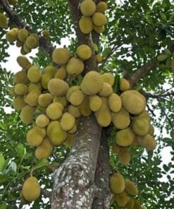 JackFruit / Yaca - 1 Ud. / 1/2 Ud. - Imagen 4