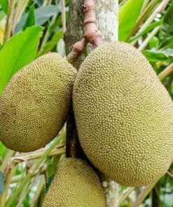 JackFruit / Yaca - 1 Ud. / 1/2 Ud. - Imagen 2