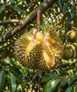 Durian Fresco - 1 Ud. / 3 Ud. / 6Ud. - Imagen 3